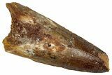 Fossil Spinosaurus Tooth - Real Dinosaur Tooth #353079-1